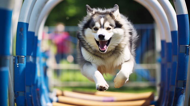 An Alaskan Malamute enthusiastically running an agility course with hurdles and tunnels in a lush park